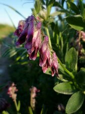 Vicia benghalensis flower